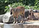 動物図鑑、マーコール